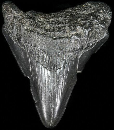 Fossil Megalodon Tooth - South Carolina #52981